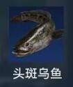 头斑乌鱼