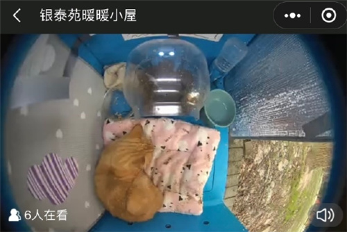 哈啰街猫app