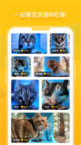 哈啰街猫app下载